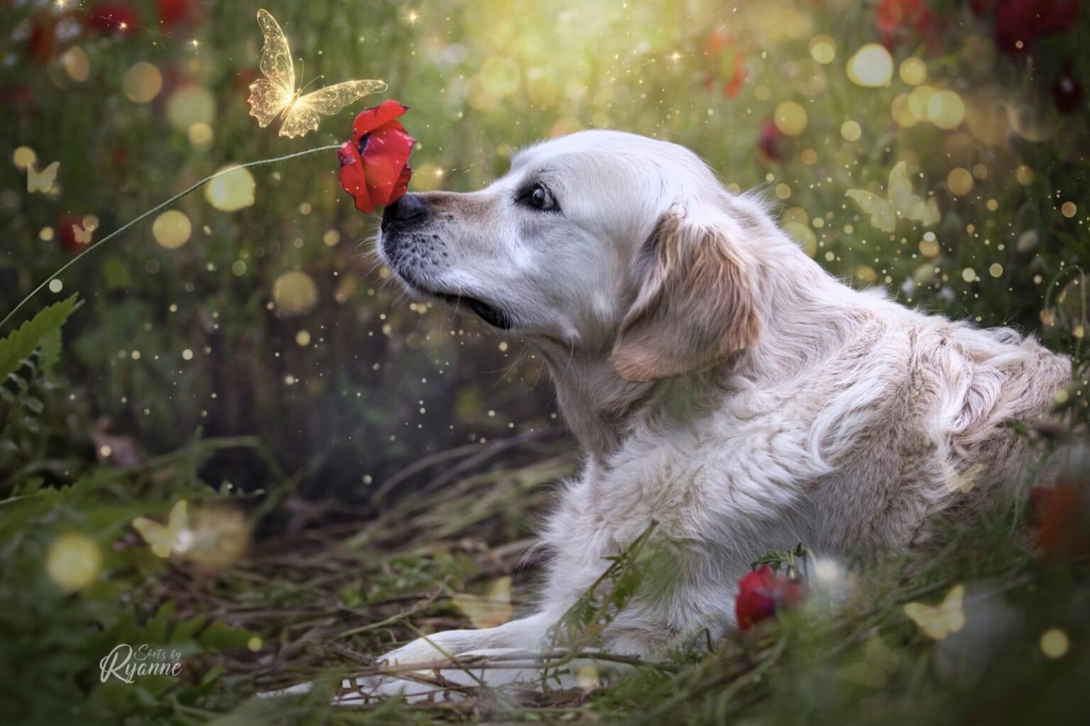 Een golden retriever in de klaprozen met bewerkte vlindertjes en stippen er in.