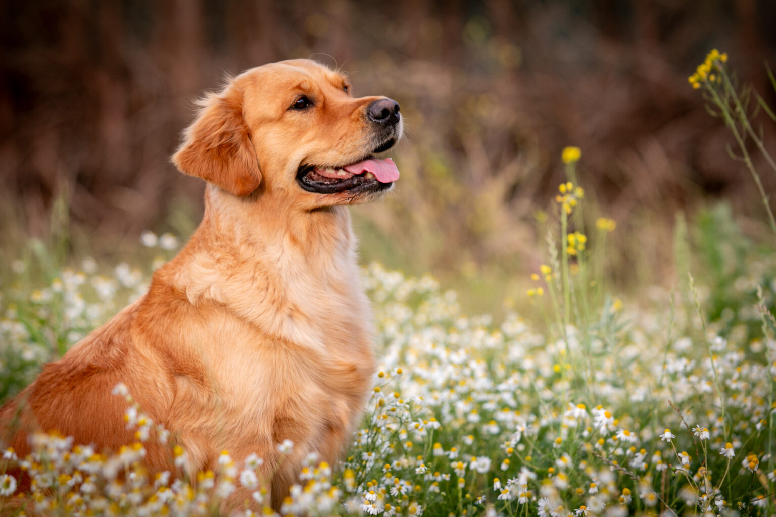 Golden retriever in een veld kamille