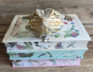 Baardagaam zit bovenop een stapel van drie boeken.