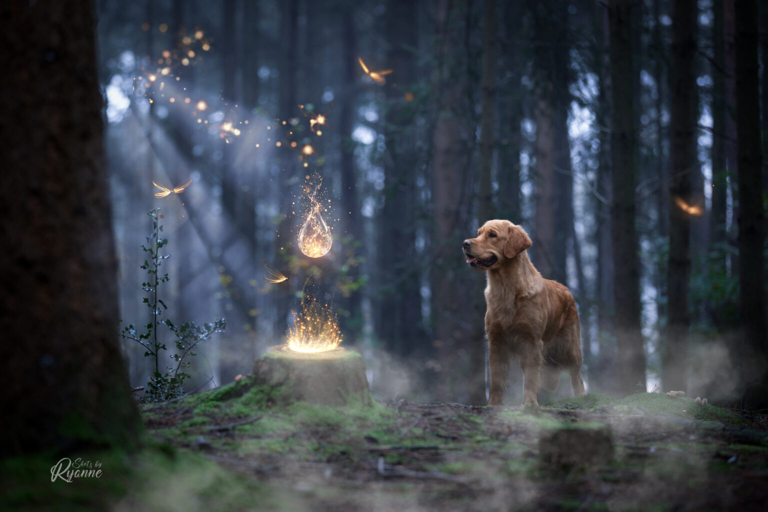 Golden retriever die kijkt naar vlammen en een toverdrank flesje waar licht uit komt.