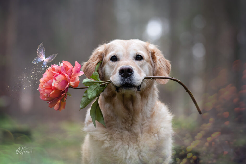 Golden retriever met een kunstbloem in haar bek. Er zit een vlindertje op de bloem.