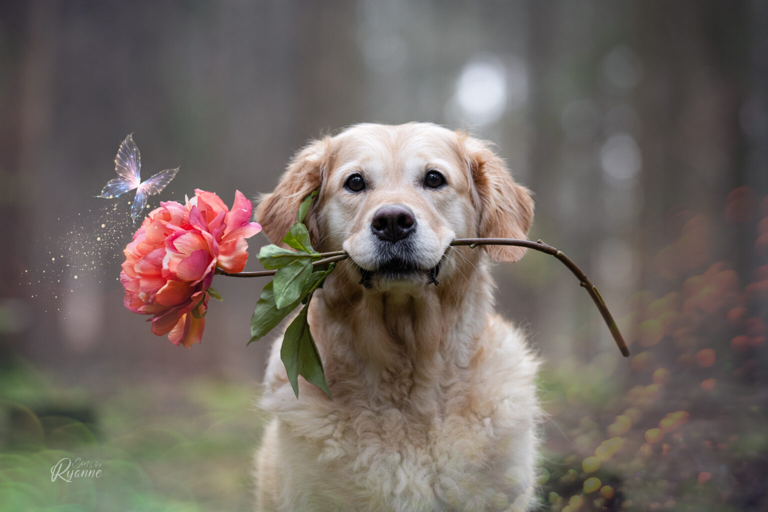 Golden retriever met een kunstbloem in haar bek. Er zit een vlindertje op de bloem.