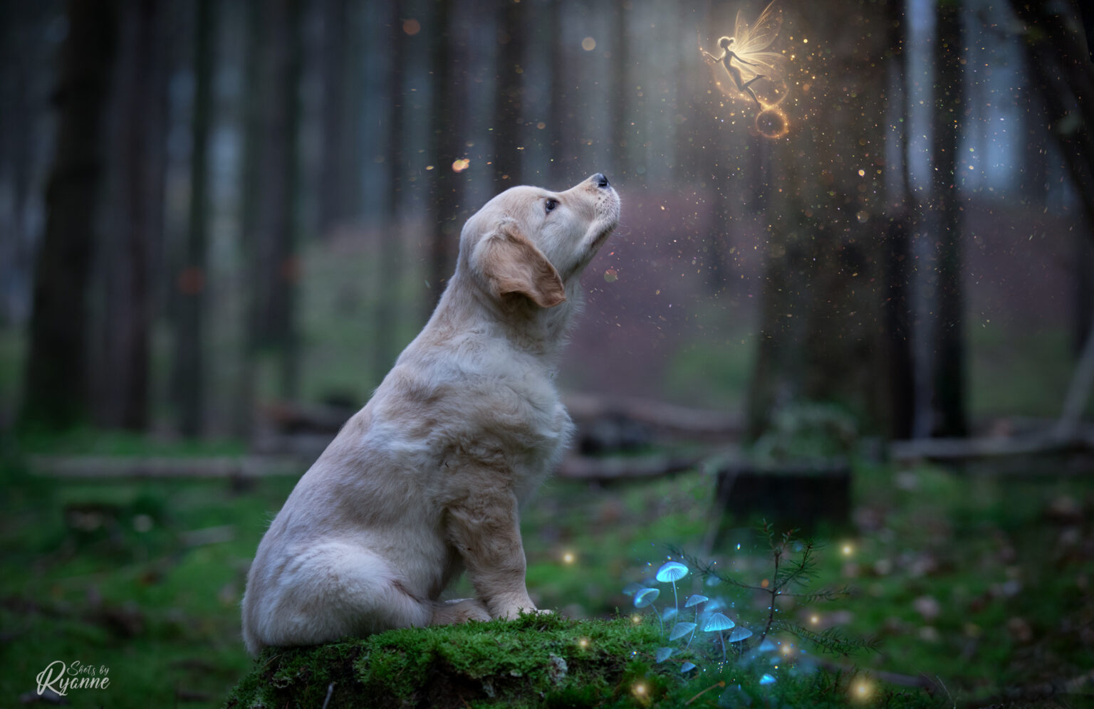 Golden retriever puppy die naar een elfje kijkt.