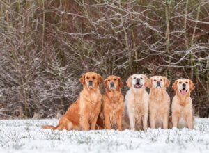 Vijf golden retrievers zitten op een rij in de sneeuw.